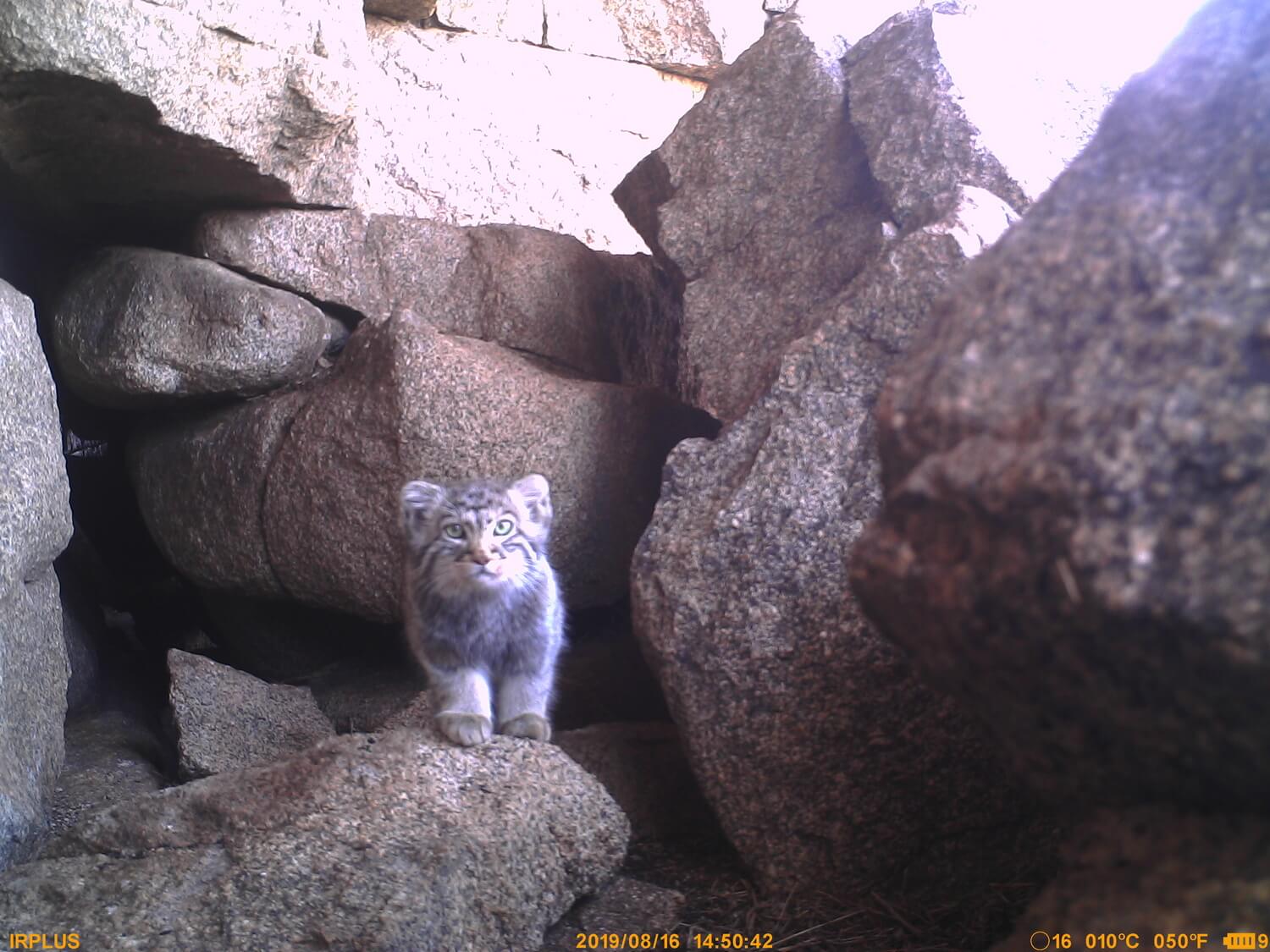 Status, ecology and conservation of Pallas’s Cat in Mongolia outside protected areas