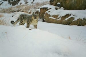 An Italian in Mongolia studying the snow leopard: “this is the way herders and predators can coexist”