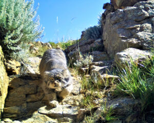 The Pallas’s cat, a threatened species: a team of Italian researchers working to save it