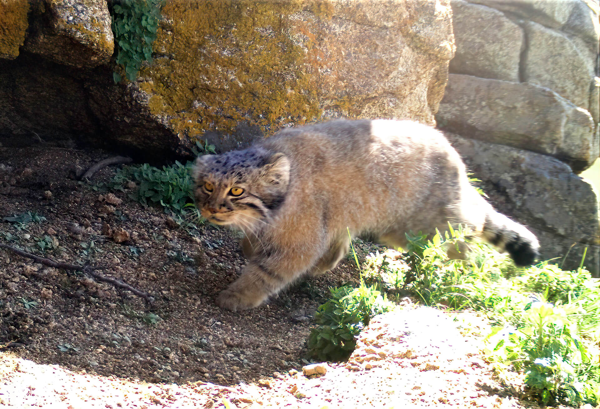 Pallas’s cat, who is the Mongolian (wild) cat