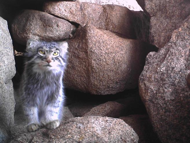 Pallas’s cat, an Italian team of researchers is saving it in Mongolia