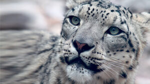 On the snow leopard tracks