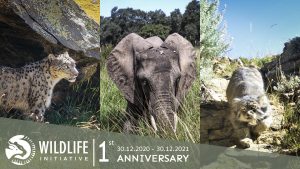 First anniversary of Wildlife Initiative Mongolia