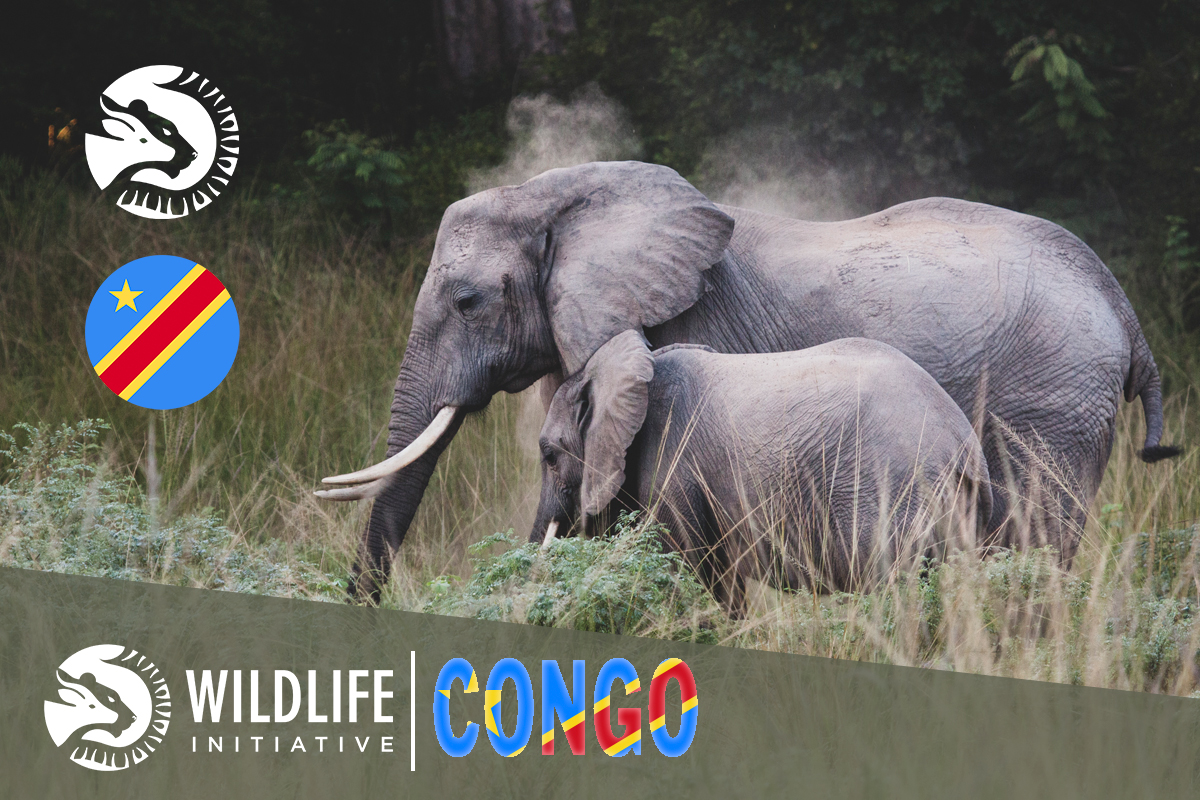 We finally officially registered Wildlife Initiative Congo!