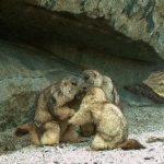 Let’s protect the endangered Siberian marmot and Pallas’s cat in Mongolia!