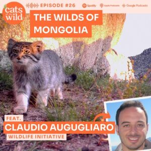 The Pallas’s Cat in the wild of Mongolia – Interview with our Claudio Augugliaro!